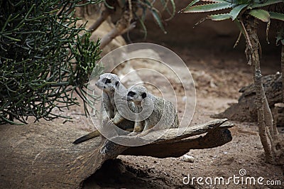 Pair of suricate (meerkat) Stock Photo