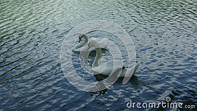 A pair of Swan on blue lake Stock Photo