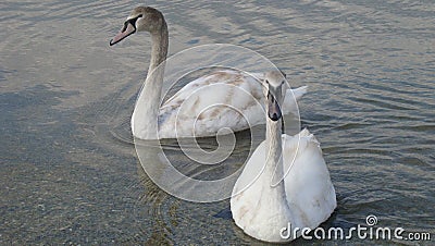 Pair of swans on a crystal clear and tranquil water of the lake close up Stock Photo