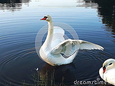 Pair of swans Stock Photo