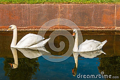 Pair of swans Stock Photo