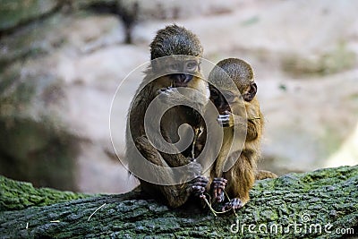 A Pair of Talapoin Monkeys Stock Photo