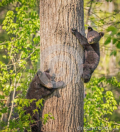 Pair of three month old black bear cubs climbing tree.tif Stock Photo