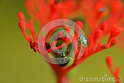 A pair of tiny jewel bug siting on a red flower Stock Photo