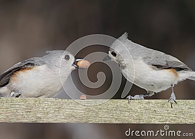 Pair Of Titmice With A Peanut Stock Photo