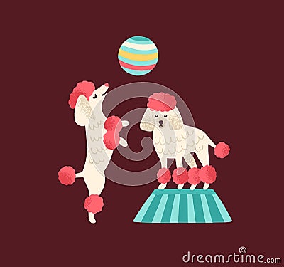 Pair of trained poodles standing and dance on hind legs with ball. Circus performance with cute dogs. Funny cirque Vector Illustration