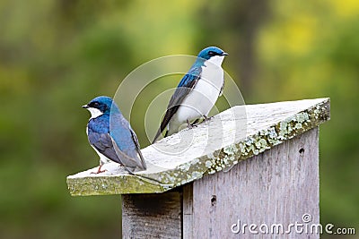 A Pair of Tree Swallows Tachycineta bicolor Sits on a Nest Box in Stroud Preserve, Chester County, Pennsylvania, USA Stock Photo