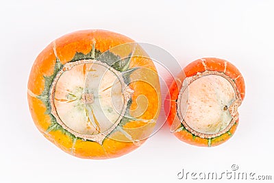 Pair of trendy ugly organic farm double mutation pumpkins on white background Stock Photo