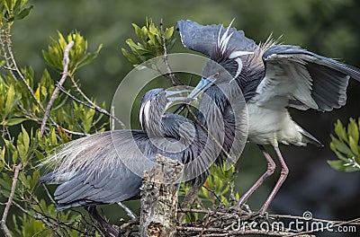 Pair Of Tricolored Herons Collecting Twigs Stock Photo