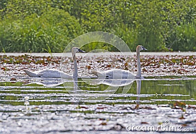 A Pair of Trumpeter Swans in a North Woods Lake Stock Photo