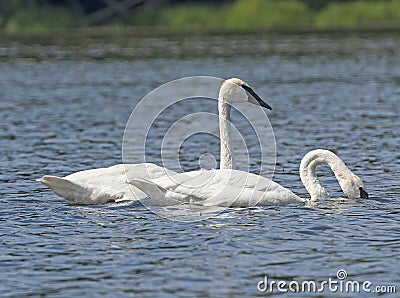 A Pair of Trumpeter Swans Patrolling a North Woods Lake Stock Photo