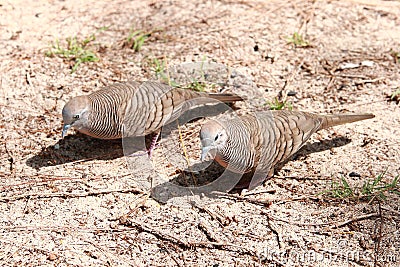 A pair of turtle doves looking for food Stock Photo