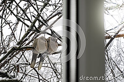 A pair of turtle doves sitting on the branches of trees on a cold winter morning photo taken from the apartment window Stock Photo