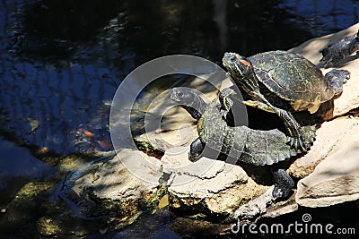 A pair of turtle in a zoo in Protaras Stock Photo