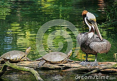 Pair of turtles and a Pelican Stock Photo