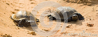 pair of turtles in sandy desert Stock Photo