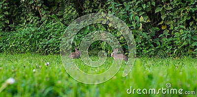 Pair of two baby rabbits eating grass Stock Photo