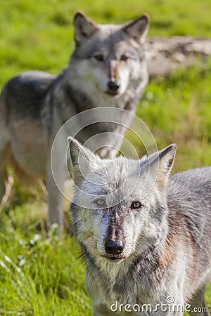 Pair of Two North American Gray Wolves, Canis Lupus Stock Photo