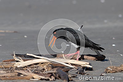 Variable Oystercatcher in New Zealand Stock Photo