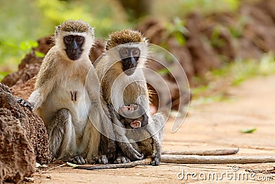 Pair of vervet monkeys with a nursing infant Stock Photo