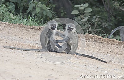 Pair of vervet monkeys, Queen Elizabeth National Park, Uganda Stock Photo