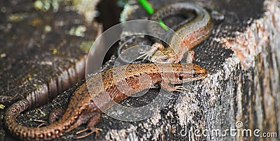 A pair of viviparous lizard or common lizard Zootoca vivipara Stock Photo