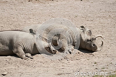 a pair of warthogs are lying on the ground with their eyes closed, resting, making for a humorous and adorable sight. Stock Photo