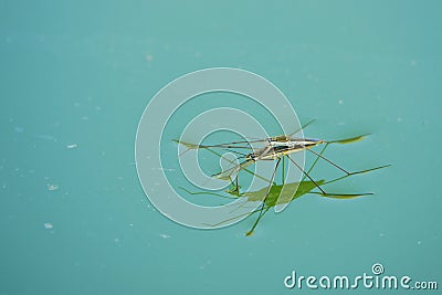 Mating water skipper Stock Photo