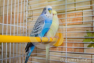 Pair of wavy parrots in a cage Stock Photo