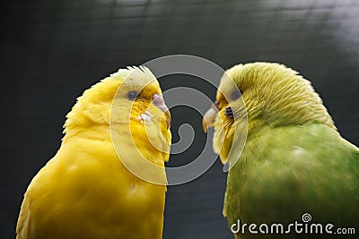 A pair of wavy parrots. Stock Photo