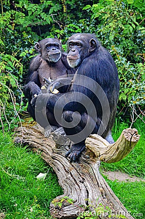 Pair of Western Chimpanzees at Chester Zoo UK Stock Photo