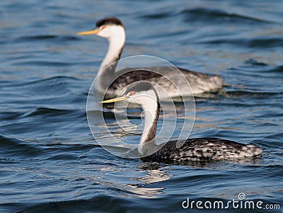 Pair of Western Grebes Stock Photo