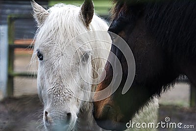 Pair of white and brown horses touching noses in friendship Stock Photo