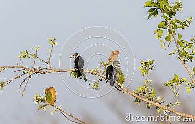 A pair of white crested helmetshrikes, Prionops plumatus, on a branch of a tree in South Africa Stock Photo