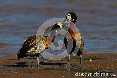 Pair of White-faced Whistling Ducks grooming. Stock Photo