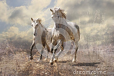 A pair of white horses Stock Photo