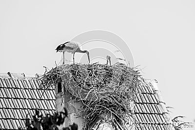 Pair of white storks, Ciconia ciconia, large birds taking care of their nest on a roof top in Ifrane Stock Photo