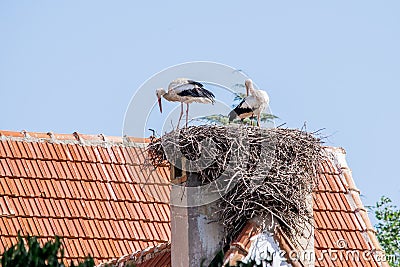 Pair of white storks, Ciconia ciconia, large birds taking care of their nest on a roof top in Ifrane Stock Photo