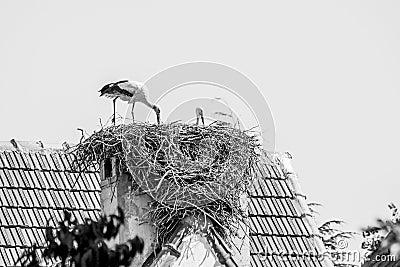 Pair of white storks, Ciconia ciconia, large birds taking care of their nest on a roof top in Ifrane Stock Photo