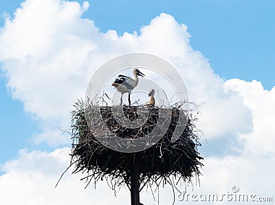 Pair white storks in the nest . Stock Photo