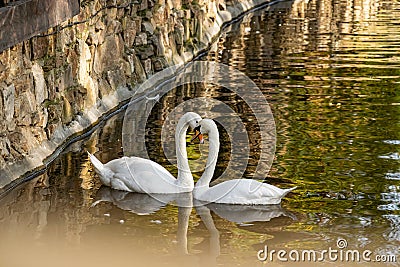 A pair of white swans on a calm pond. Beautiful birds that represent love and mutual understanding in family relationships. Stock Photo