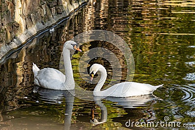 A pair of white swans on a calm pond. Beautiful birds that represent love and mutual understanding in family relationships. Stock Photo