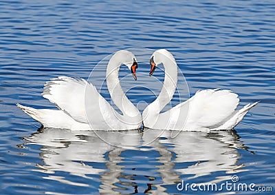 Pair of white swans Stock Photo