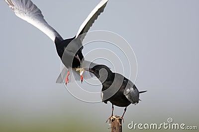 Pair of White-winged Black Tern birds feeding during a spring ne Stock Photo