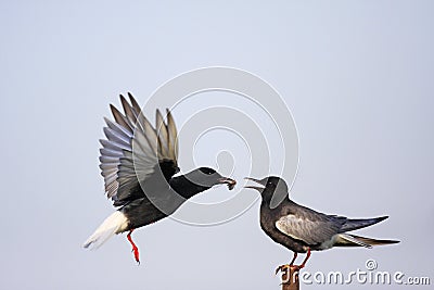 Pair of White-winged Black Tern birds feeding during a spring ne Stock Photo