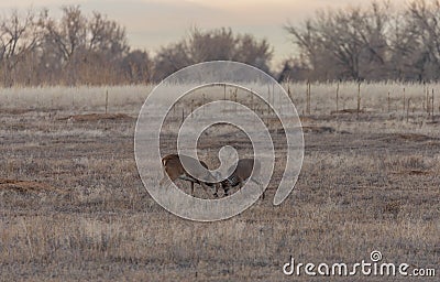 Pair of Whitetail Bucks Fighting in the Rut Stock Photo