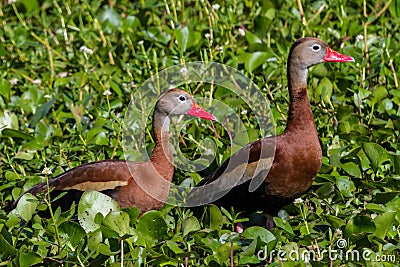A Pair of Wild Black-bellied Whistling Ducks (Dendrocygna autumnalis) Feeding in the Water Hyacinth. Stock Photo