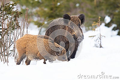 Pair of wild boar standing on white forest in winter Stock Photo