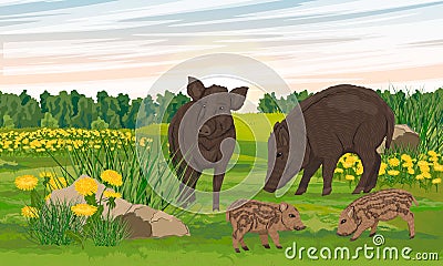 A pair of wild boars with piglets in a meadow with blooming dandelions Vector Illustration