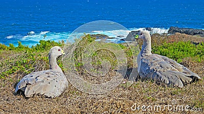 Pair of wild cape barren geese in australia Stock Photo